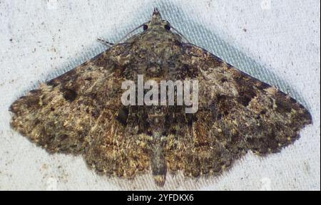 Pilzmotten (Metalectra discalis) Stockfoto