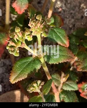 Florida Hängematte Sandmatte (Euphorbia ophthalmica) Stockfoto