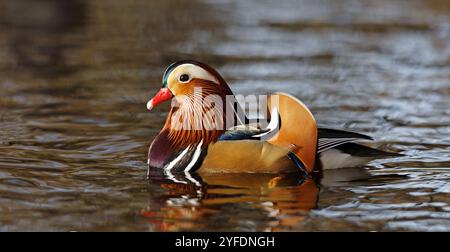 Farbenfrohe Mandarinenente männlich, schwimmende Seite an Stockfoto