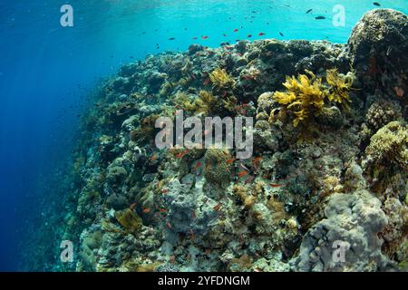 Eine wunderschöne und vielfältige Ansammlung von Meereslebewesen, einschließlich Korallen und Fischen, gedeiht auf einem flachen Riff auf Pantar Island in der Nähe von Alor, Indonesien. Stockfoto