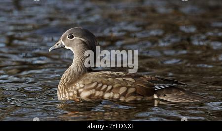 Mandarinente weiblich schwimmen, Stockfoto