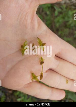 Efeublättrige Ente (Lemna trisulca) Stockfoto