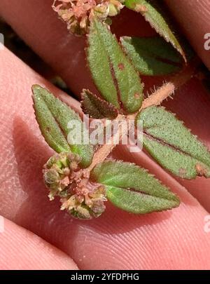 Florida Hängematte Sandmatte (Euphorbia ophthalmica) Stockfoto