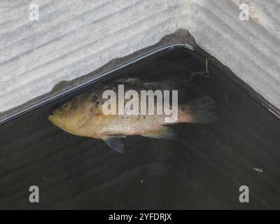 Warmouth (Lepomis gulosus) Stockfoto