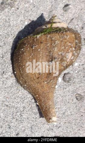Channeled Whelk (Busycotypus canaliculatus) Stockfoto