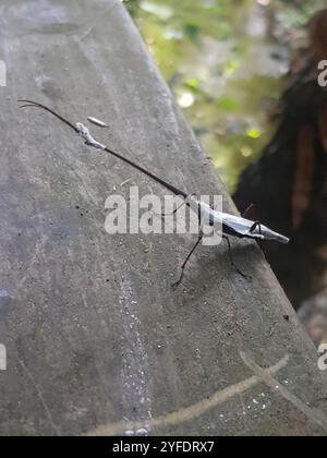 Neuseeländischer Giraffe Weevil (Lasiorhynchus barbicornis) Stockfoto