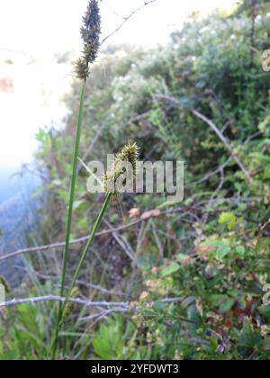 Falscher Fuchssegen (Carex otrubae) Stockfoto