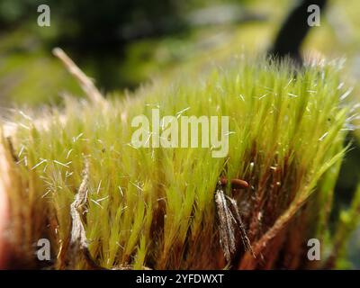 Heide-Sternmoos (Campylopus introflexus) Stockfoto