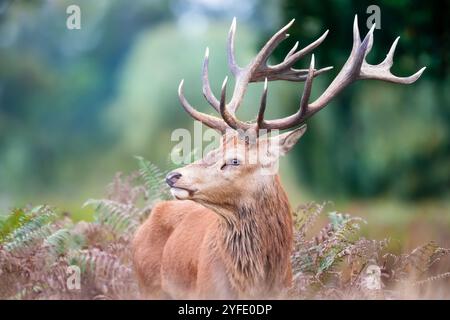 Porträt eines Hirschhirsches, der im Herbst während der Furche in Bracken steht, Großbritannien. Stockfoto