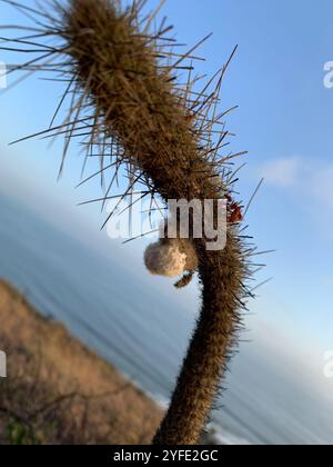 Cereus mit Goldstacheln (Bergerocactus emoryi) Stockfoto