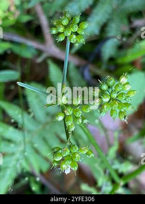 Java-Wassertropfkraut (Oenanthe javanica) Stockfoto