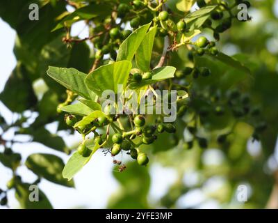 Kirschblüte (Cordia dichotom) Stockfoto