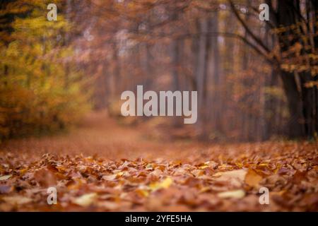 Herbst in einem Buchenwald. Herbstbuchenblätter schmücken einen wunderschönen Natur-Bokeh-Hintergrund mit Waldboden. Eine Reise durch den Wald. Stockfoto