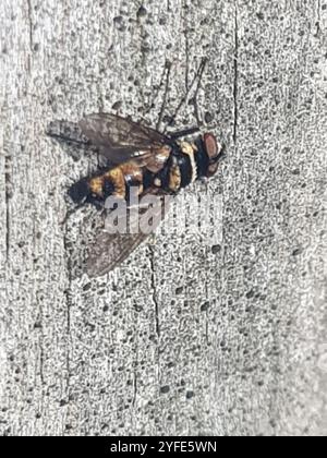 Australische Leafroller Tachinid (Trigonospila brevifacies) Stockfoto