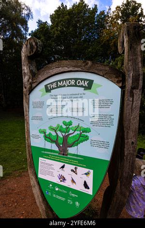 Die Major Oak, eine große englische Eiche in der Nähe des Dorfes Edwinstowe inmitten des Sherwood Forest, Nottinghamshire, England, Großbritannien Stockfoto