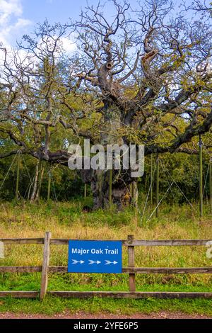 Die Major Oak, eine große englische Eiche in der Nähe des Dorfes Edwinstowe inmitten des Sherwood Forest, Nottinghamshire, England, Großbritannien Stockfoto