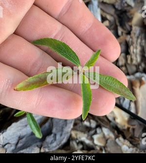 Schlankes Dreisaat-Quecksilber (Acalypha gracilens) Stockfoto