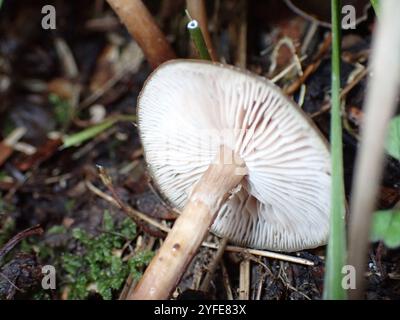 Austral-Honigpilz (Armillaria novae-zelandiae) Stockfoto
