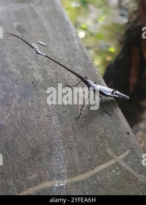 Neuseeländischer Giraffe Weevil (Lasiorhynchus barbicornis) Stockfoto