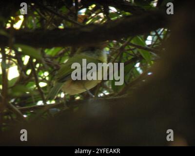 Peppershrike (Cyclarhis gujanensis) Stockfoto