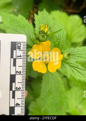 Großblättrige Avens (Geum macrophyllum) Stockfoto