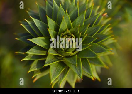 London, Großbritannien. November 2024. Detail eines Affen-Puzzlebaums (lateinisch: Araucaria araucana). Quelle: Vuk Valcic/Alamy Stockfoto