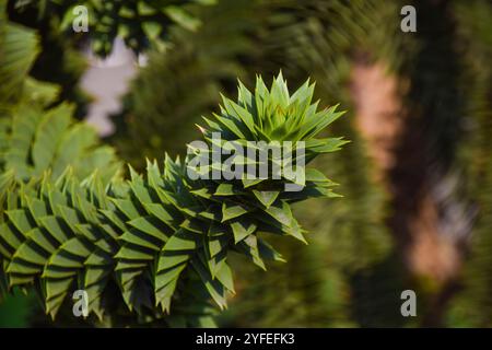 London, Großbritannien. November 2024. Detail eines Affen-Puzzlebaums (lateinisch: Araucaria araucana). Quelle: Vuk Valcic/Alamy Stockfoto