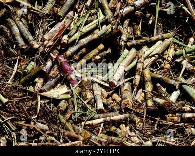 Saccharum officinarum-Ernte, Haufen frisch geschnittener Stängel von Zuckerrohr. Geschnittene Zuckerstangen werden als Knüppel bezeichnet Stockfoto