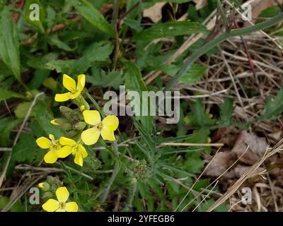 Isle of man Kohl (Coincya monensis) Stockfoto