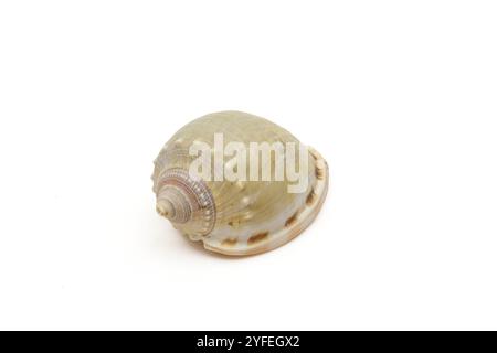 Leere Schnecke Muschel Souvenir Dekoration isoliert auf weißem Hintergrund Stockfoto