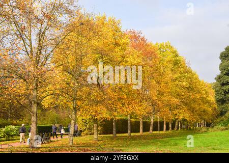 London, Großbritannien. November 2024. Gelbe Blätter und Herbstfarben im Regent's Park. Quelle: Vuk Valcic/Alamy Stockfoto