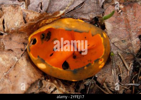 Frühlingsorangenschalen-Pilz (Caloscypha fulgens) Stockfoto