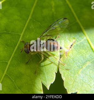 Olivenfliege (Bactrocera oleae) Stockfoto