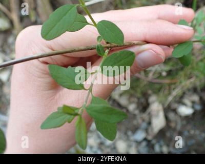 Kriechbeere (Symphoricarpos mollis) Stockfoto