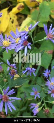 Lindley's Aster (Symphyotrichum ciliolatum) Stockfoto