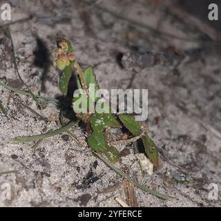 Florida Hängematte Sandmatte (Euphorbia ophthalmica) Stockfoto