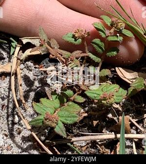 Florida Hängematte Sandmatte (Euphorbia ophthalmica) Stockfoto