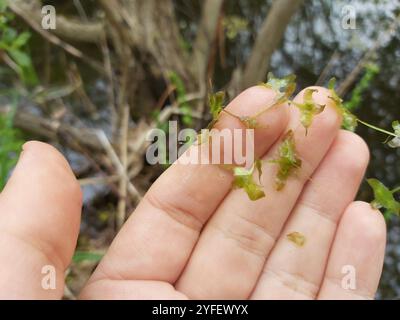 Efeublättrige Ente (Lemna trisulca) Stockfoto