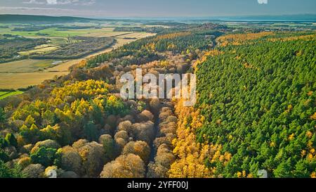 A96 West Road mit Blick auf Forres Moray Schottland und umgeben von Lärchen in Herbstfarben Stockfoto