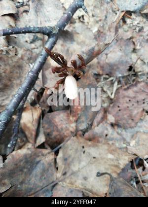 Altaische Anemone (Anemonoides altaica) Stockfoto