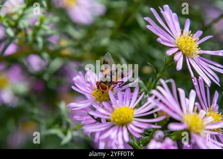 Tachinidenfliegenektophasia crassipennis oder oblonga an der symphyotrichum Asterblüte Stockfoto