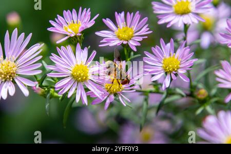 Tachinidenfliegenektophasia crassipennis oder oblonga an der symphyotrichum Asterblüte Stockfoto