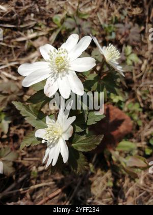 Altaische Anemone (Anemonoides altaica) Stockfoto