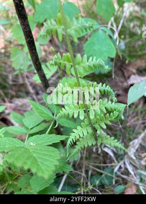 Ostamerikanischer Sumpffarn (Thelypteris palustris pubescens) Stockfoto