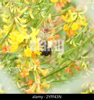 California Humble Bee (Bombus californicus) Stockfoto