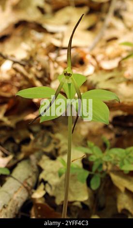 Pogonia (Isotria verticillata) Stockfoto