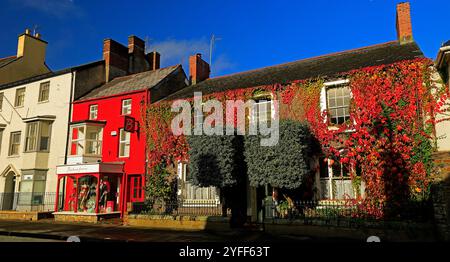 Attraktive Herbstszene mit virginia Kriecher in lebhaften Herbstfarben, Cowbridge, Vale of Glamorgan, South Wales, Großbritannien. November 2024 Stockfoto