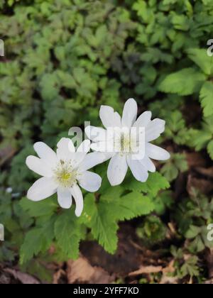 Altaische Anemone (Anemonoides altaica) Stockfoto