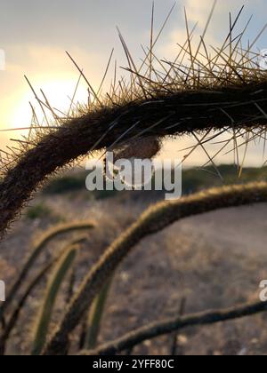 Cereus mit Goldstacheln (Bergerocactus emoryi) Stockfoto