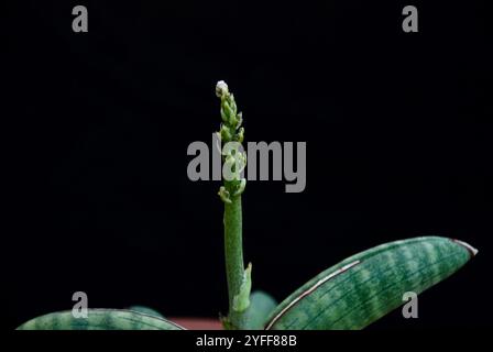 Nahaufnahme von sansevieria oder Schlangenpflanze mit Details isoliert auf schwarzem Hintergrund Stockfoto